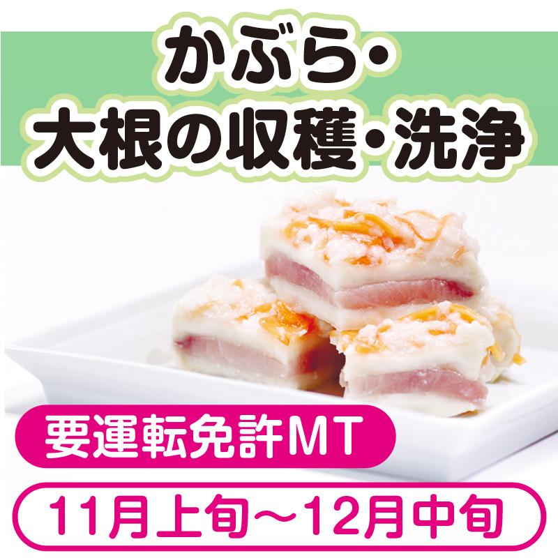 かぶら・大根の収穫・洗浄《短期パート》幅広い年代が活躍中！／株式会社ぶった農産
